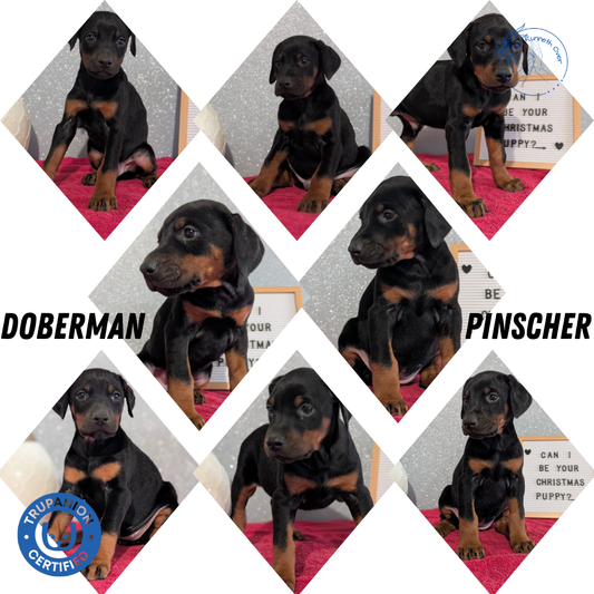DOBERMAN PINSCHER (OCT 17) MALES
