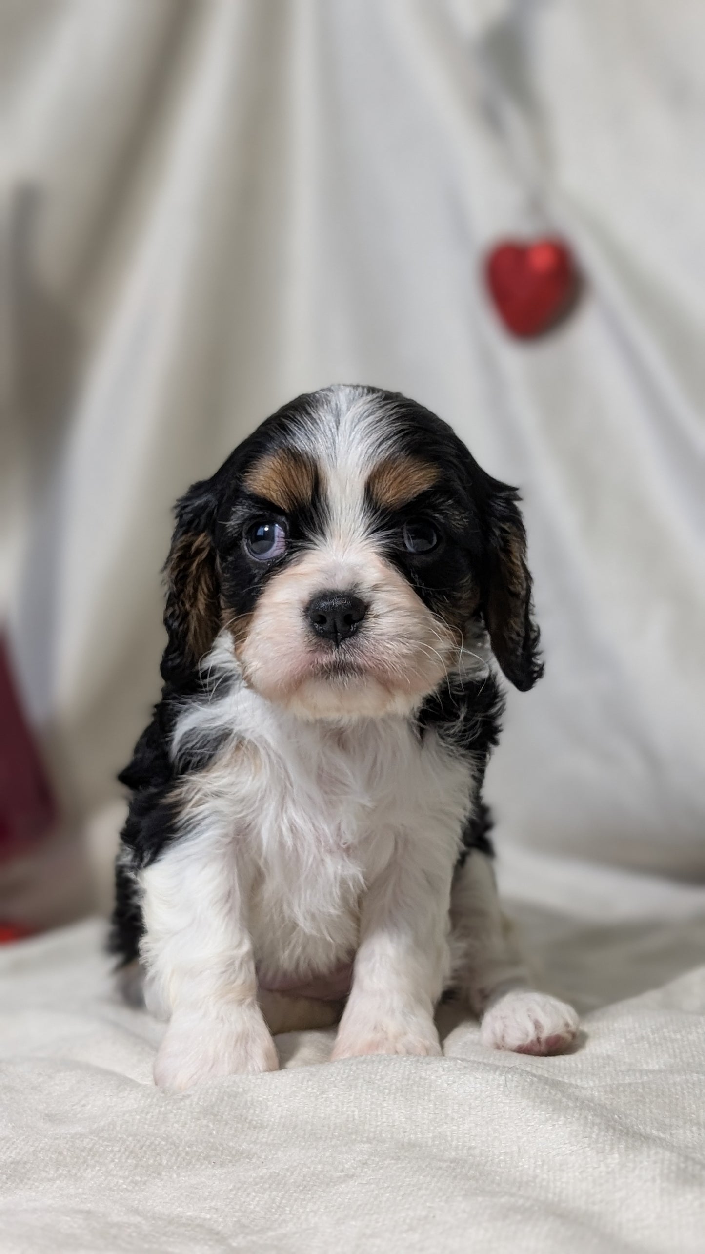 CAVALIER (DEC 03) FEMALES