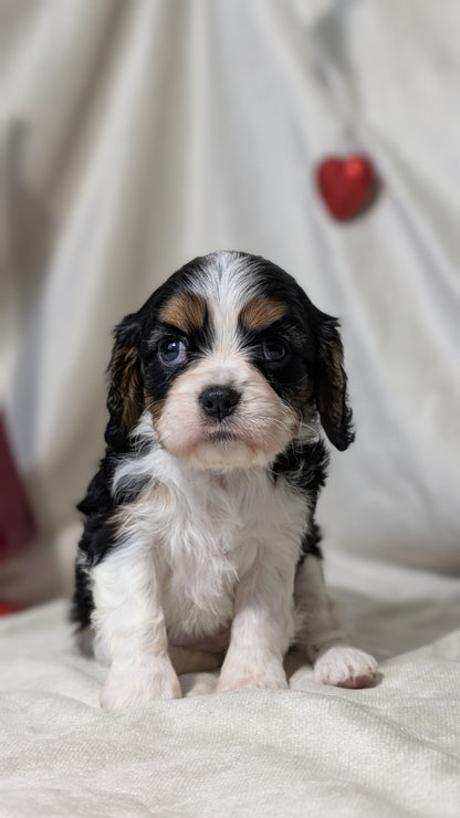 CAVALIER (DEC 03) FEMALES