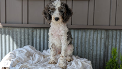 COCKAPOO (MAY 22) MALES