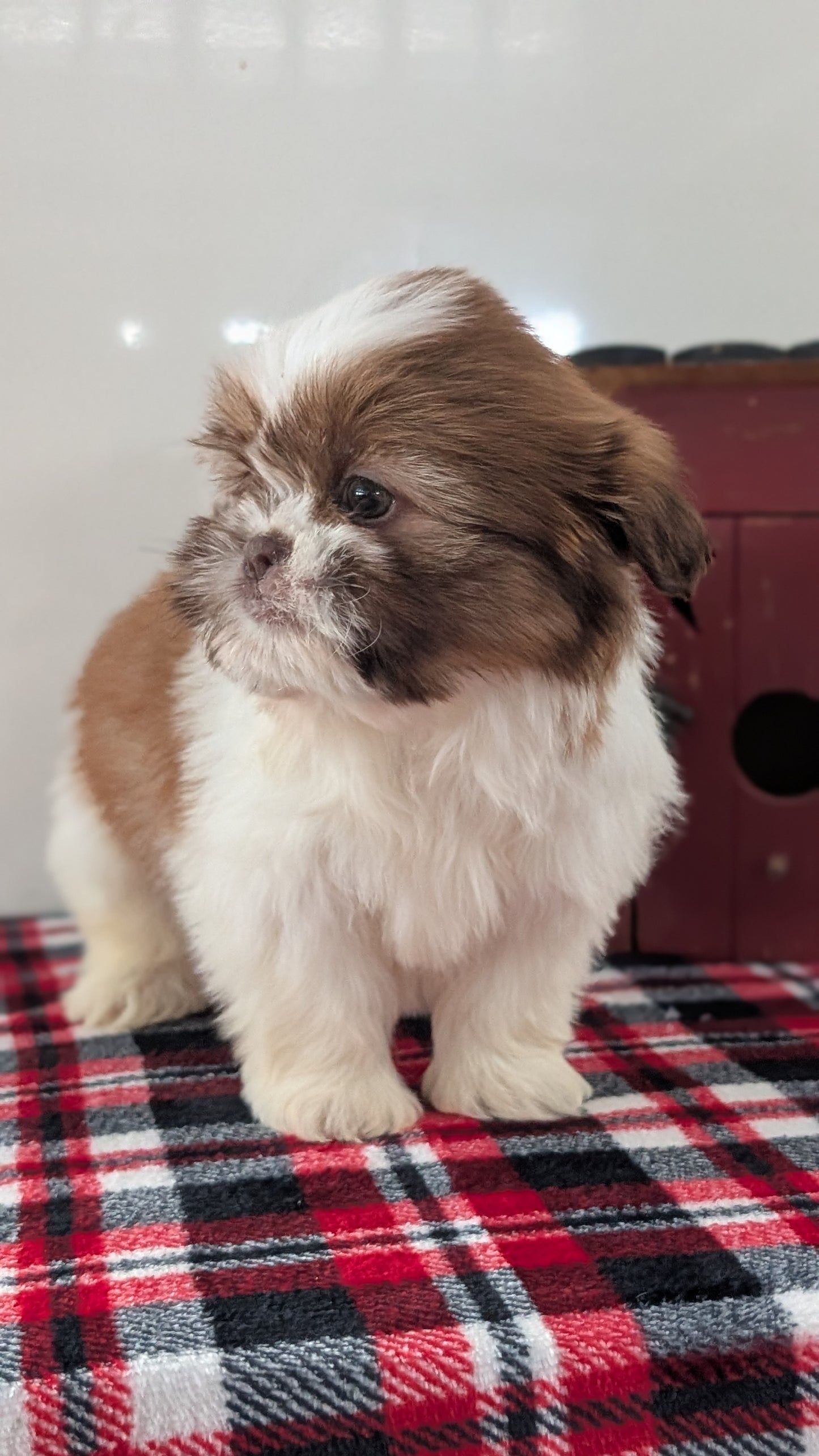SHIH TZU (DEC 10) MALES