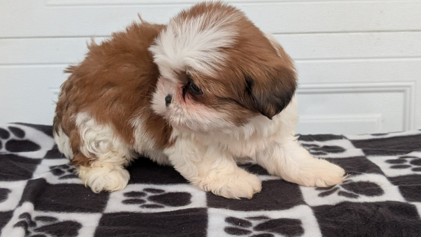 SHIH TZU (NOV 15) FEMALES