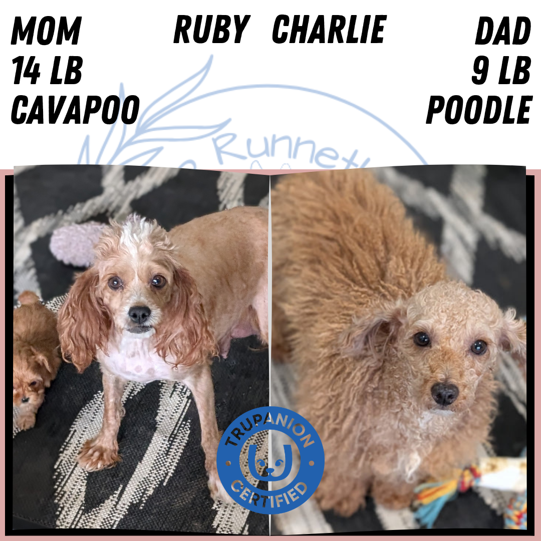 CAVAPOO (FEB 11) MALES
