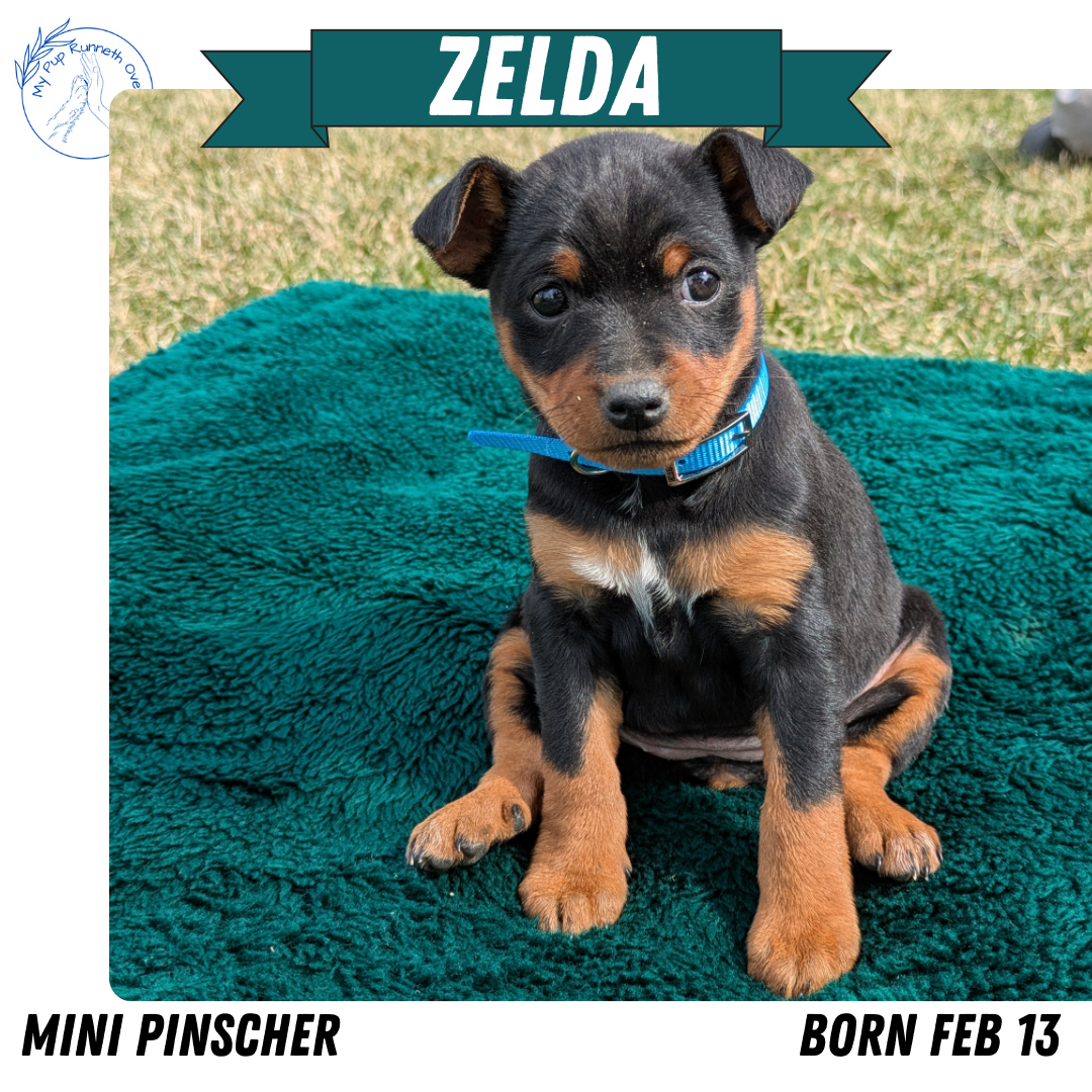 MINI PINSCHER (02/13) FEMALE