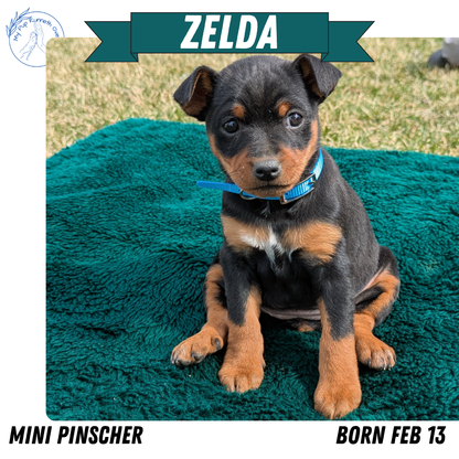 MINI PINSCHER (02/13) FEMALE