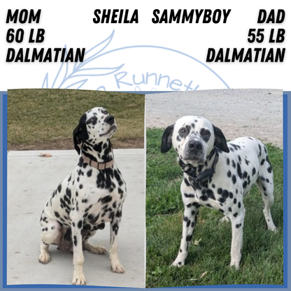 DALMATIAN (OCT 26) MALES