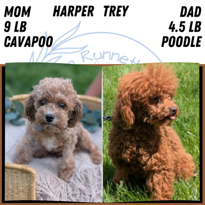 CAVAPOO (JUN 25) FEMALES