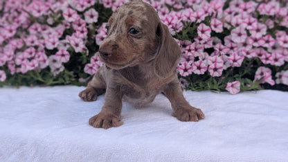 MINI DACHSHUND (JUN 04) MALE