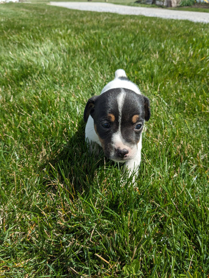JACK RUSSELL TERRIER (03/08) FEMALE
