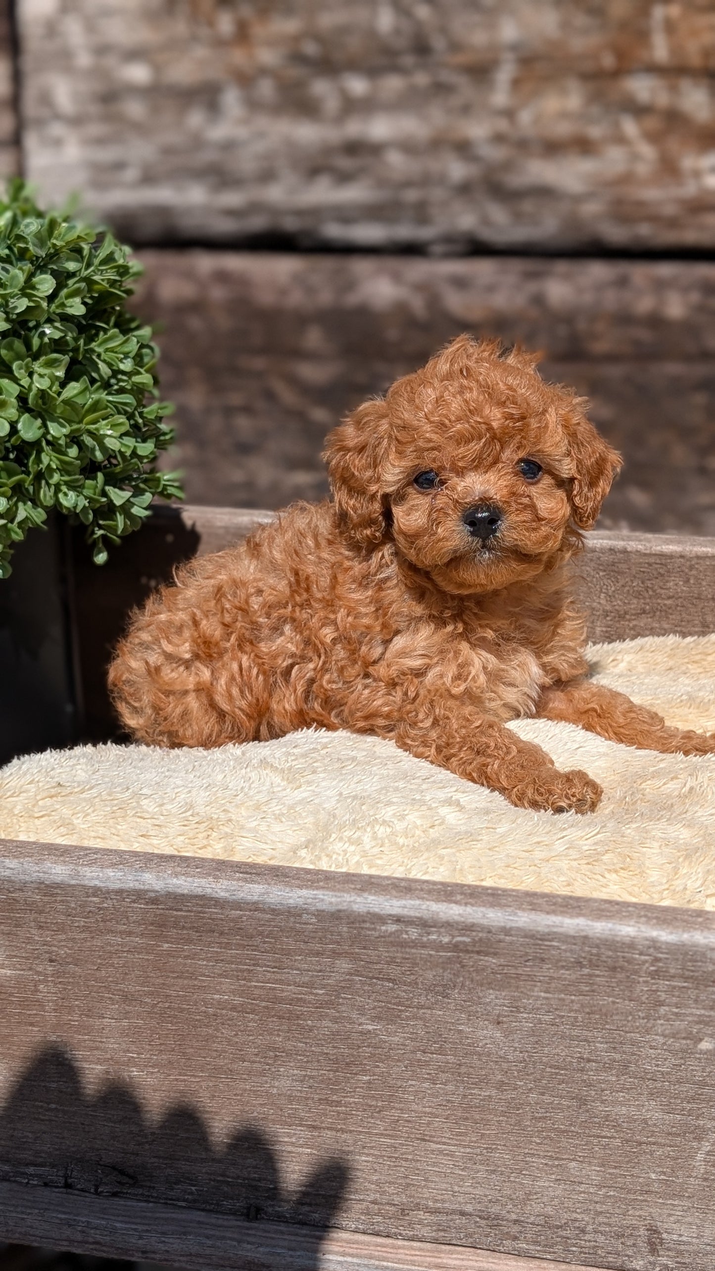 CAVAPOO (MAY 12) MALES