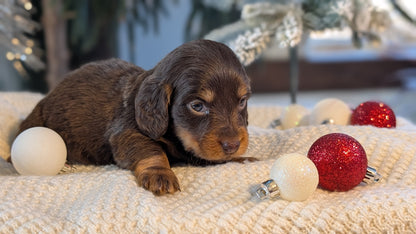 MINI DACHSHUND (NOV 16) FEMALES