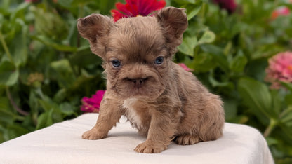 FRENCH BULLDOG (JUN 06) MALES