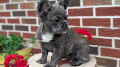 FRENCH BULLDOG (MAR 09) FEMALES