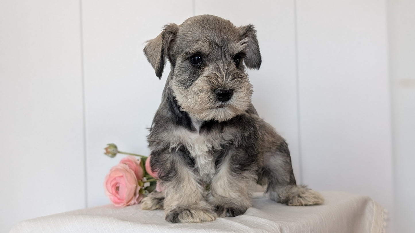 MINI SCHNAUZER (JAN 14) MALES