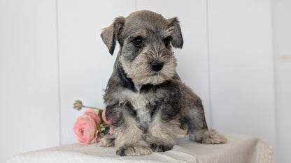 MINI SCHNAUZER (JAN 14) MALES