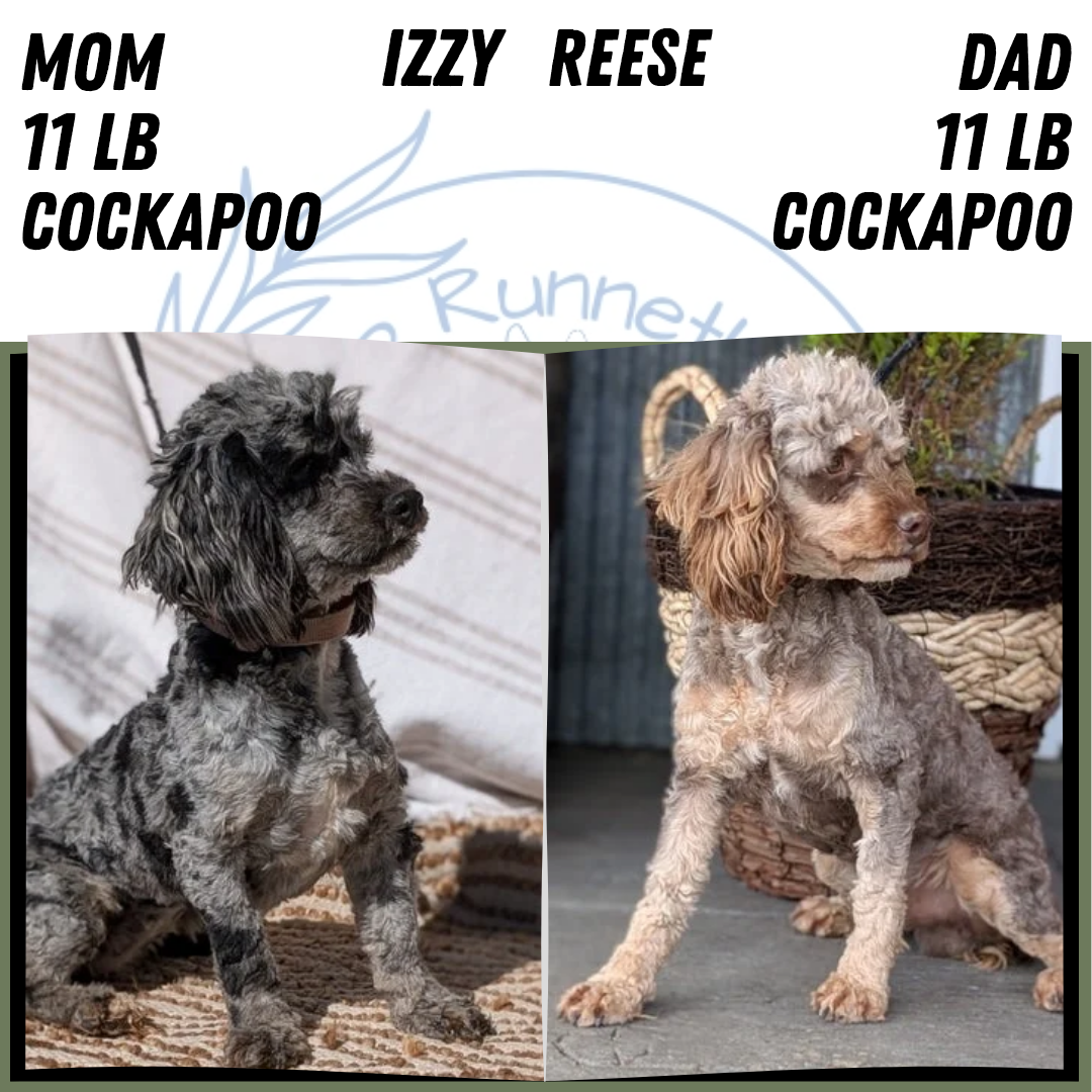 COCKAPOO (MAY 22) FEMALES