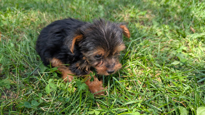 YORKSHIRE TERRIER (05/23) FEMALE