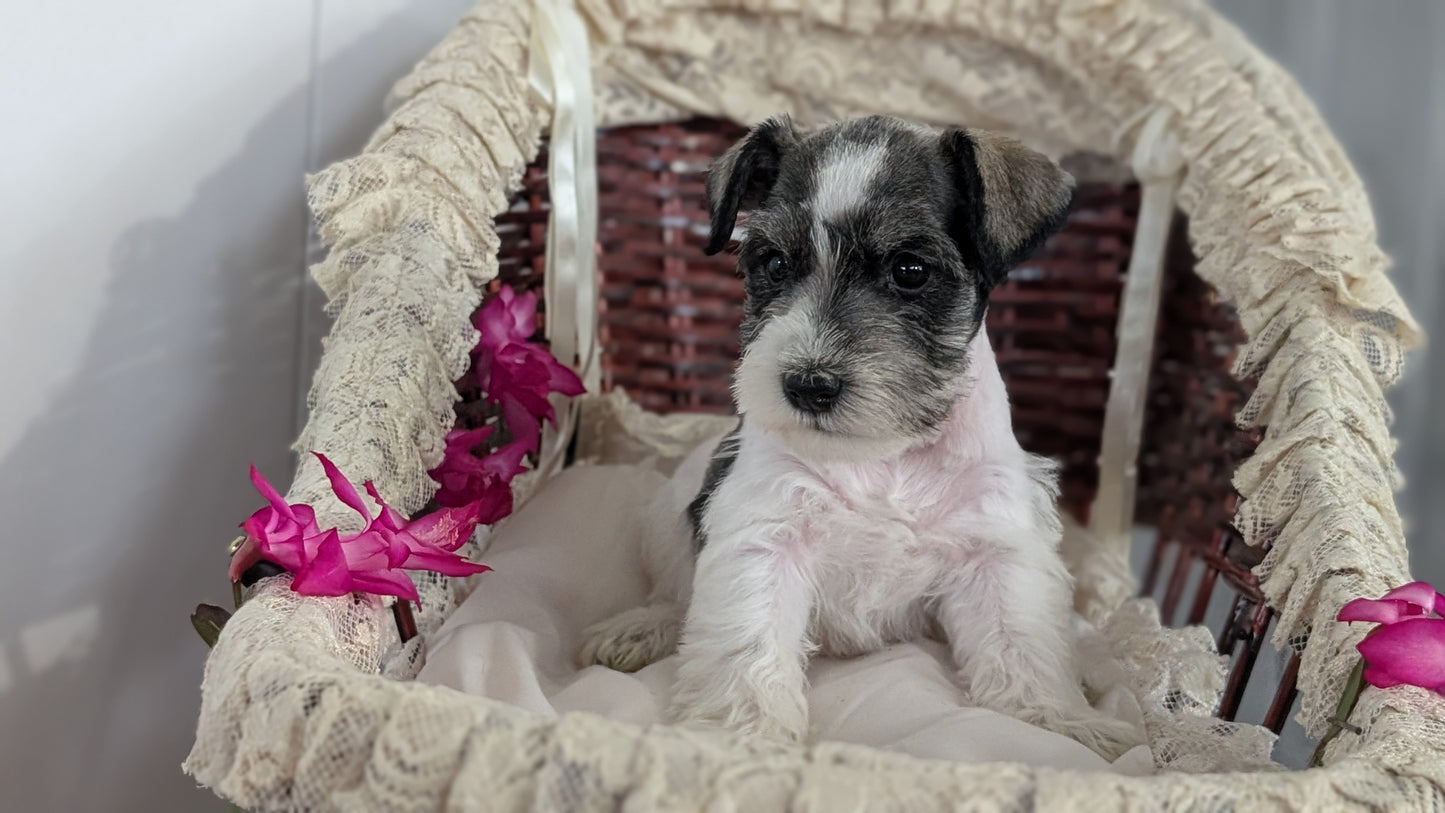 MINI SCHNAUZER (JAN 10) MALES