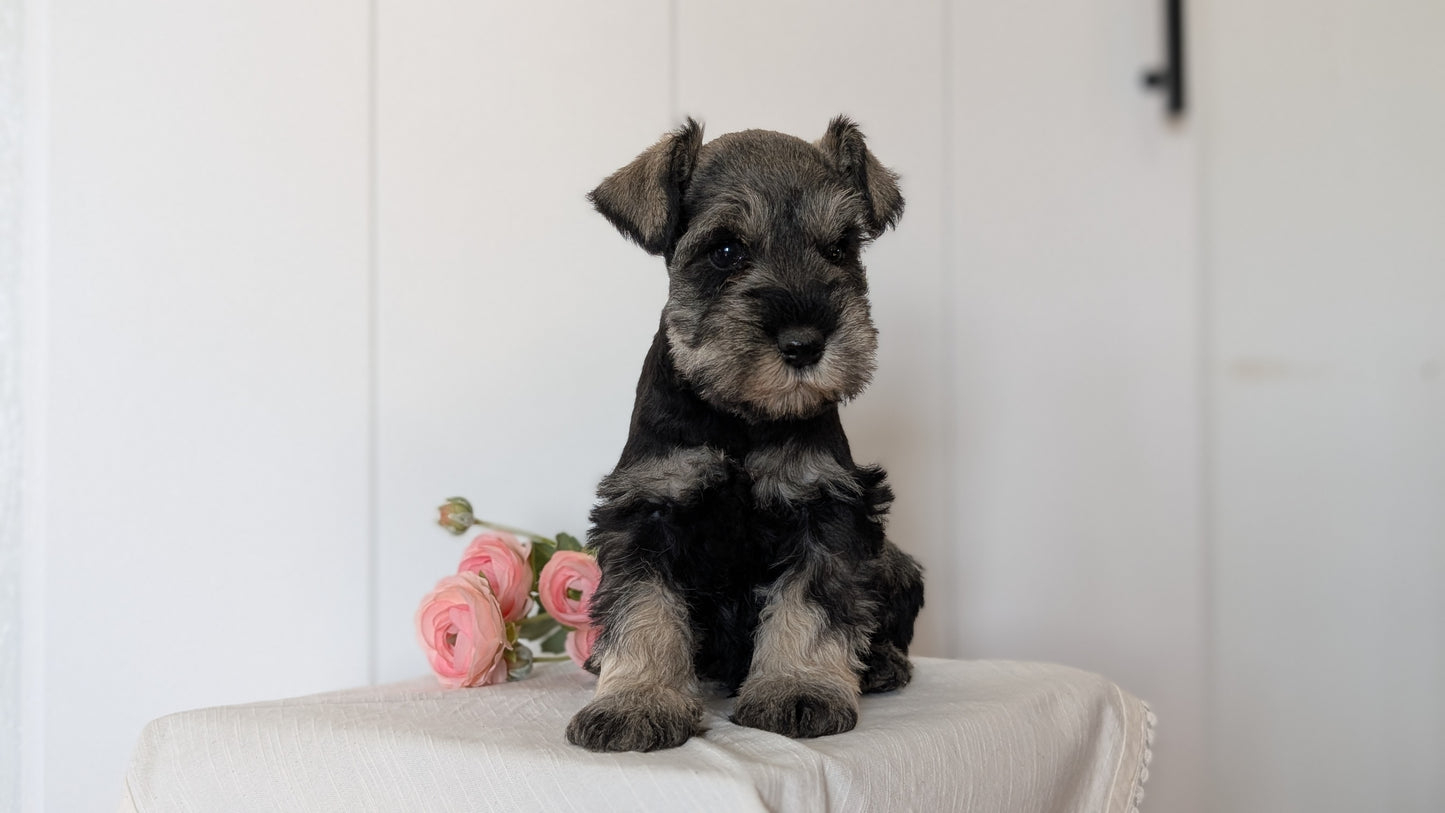 MINI SCHNAUZER (JAN 14) MALES