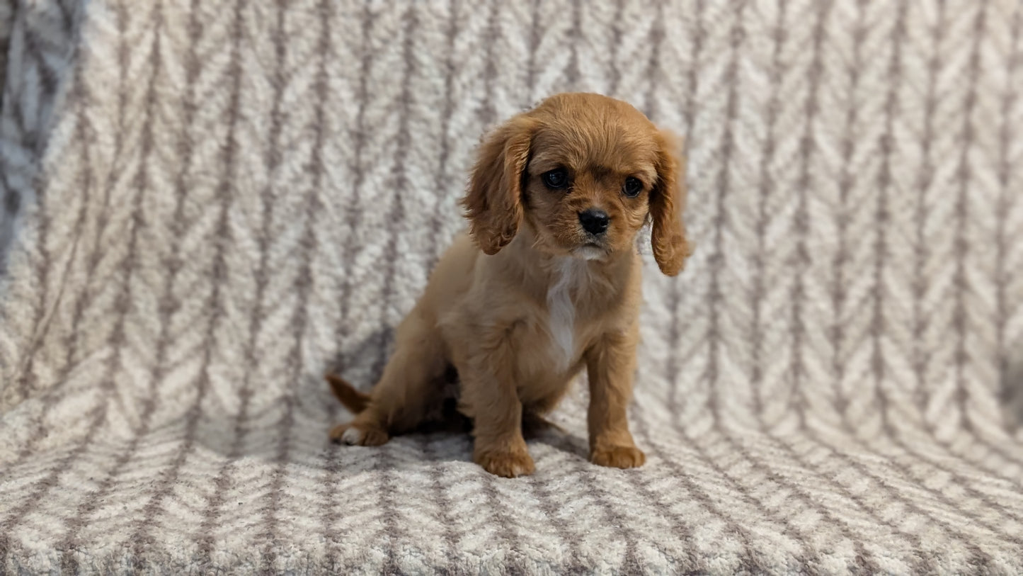 CAVALIER (FEB 24) FEMALE