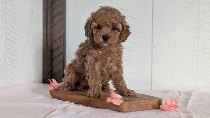 CAVAPOO (FEB 11) FEMALES