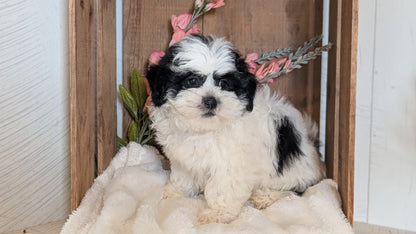 TEDDY BEAR (JUL 15) 1 MALE/1 FEMALE