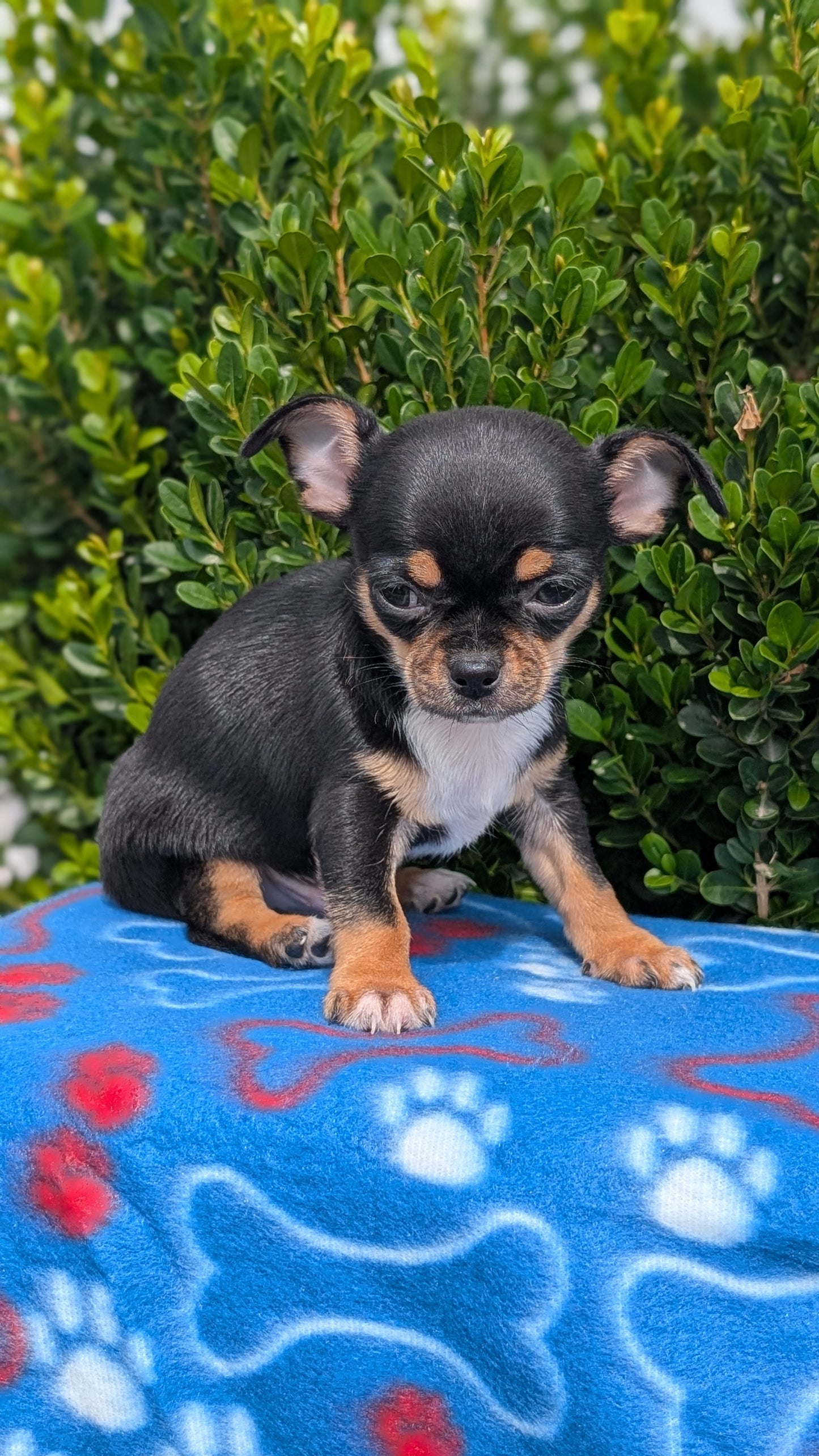 CHIHUAHUA (MAY 20) MALE