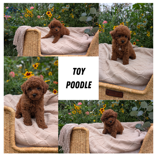 TOY POODLE (07/01) MALE