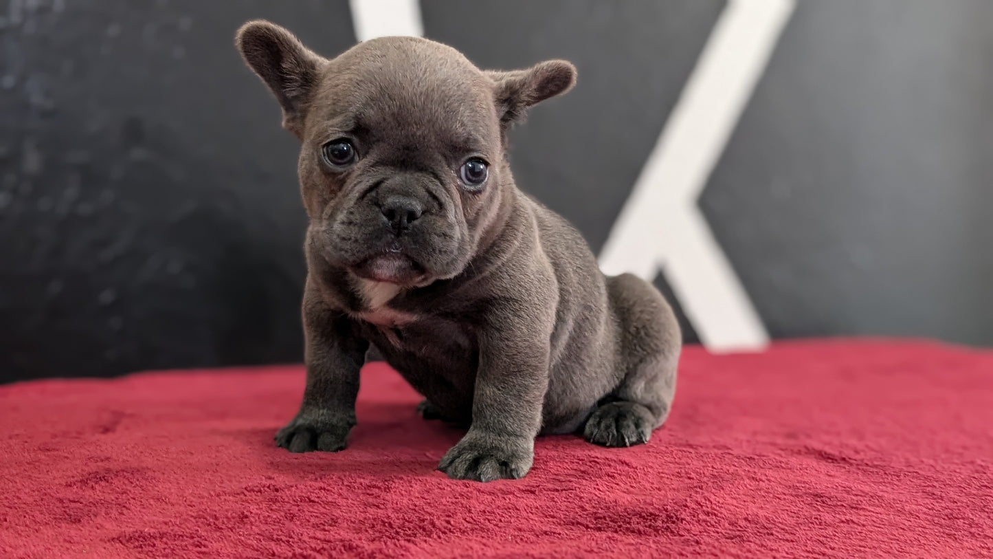 FRENCH BULLDOG (FEB 18) MALE
