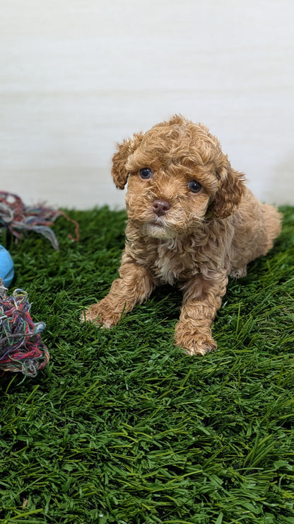 COCKAPOO (01/01) FEMALE