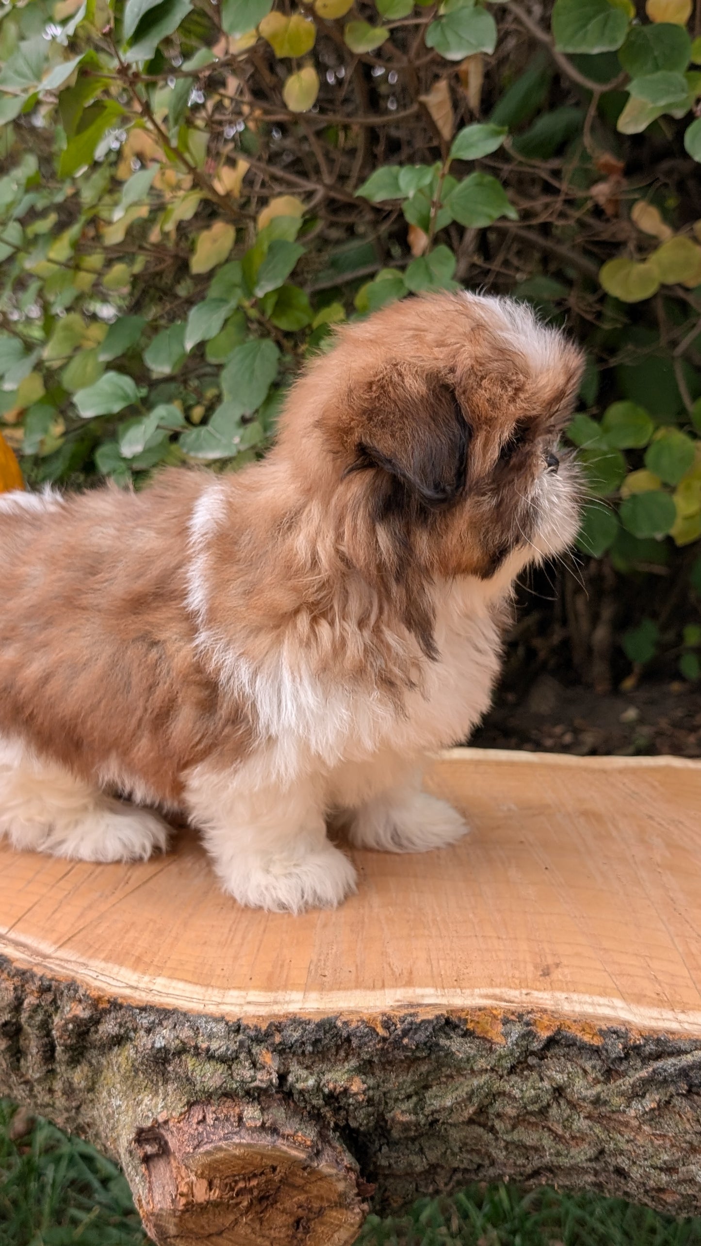 SHIH TZU (08/19) FEMALE