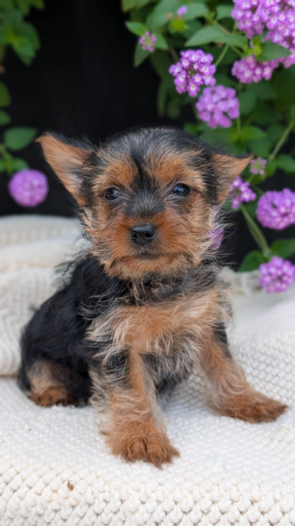YORKSHIRE TERRIER (MAY 20) FEMALE