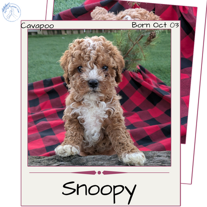 CAVAPOO (10/03) MALE