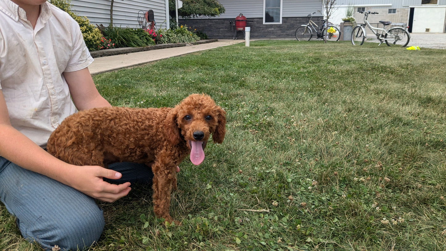 MINI POODLE (03/08) MALE