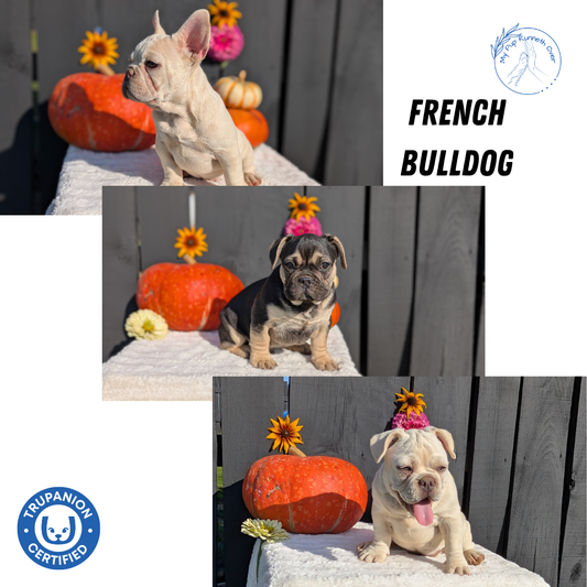 FRENCH BULLDOG (07/08) MALE