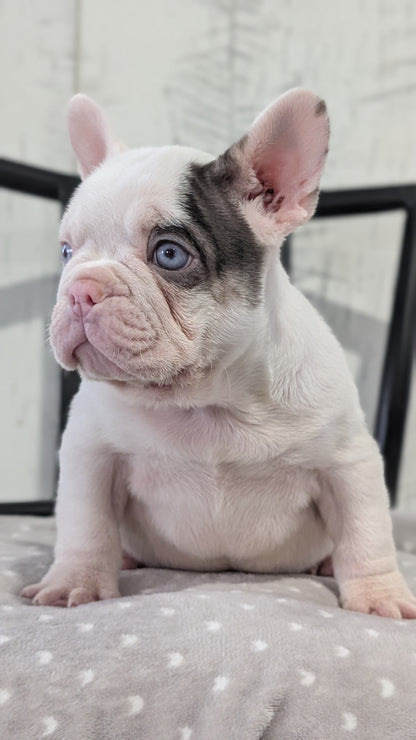 FRENCH BULLDOG (NOV 18) MALE
