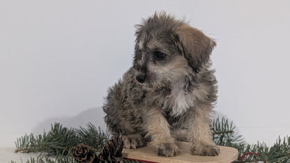 SCHNOODLE (09/20) MALE