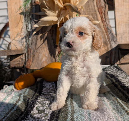 CAVAPOO (OCT 02) MALES