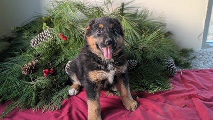 GOLDEN BERNESE (10/28) FEMALE