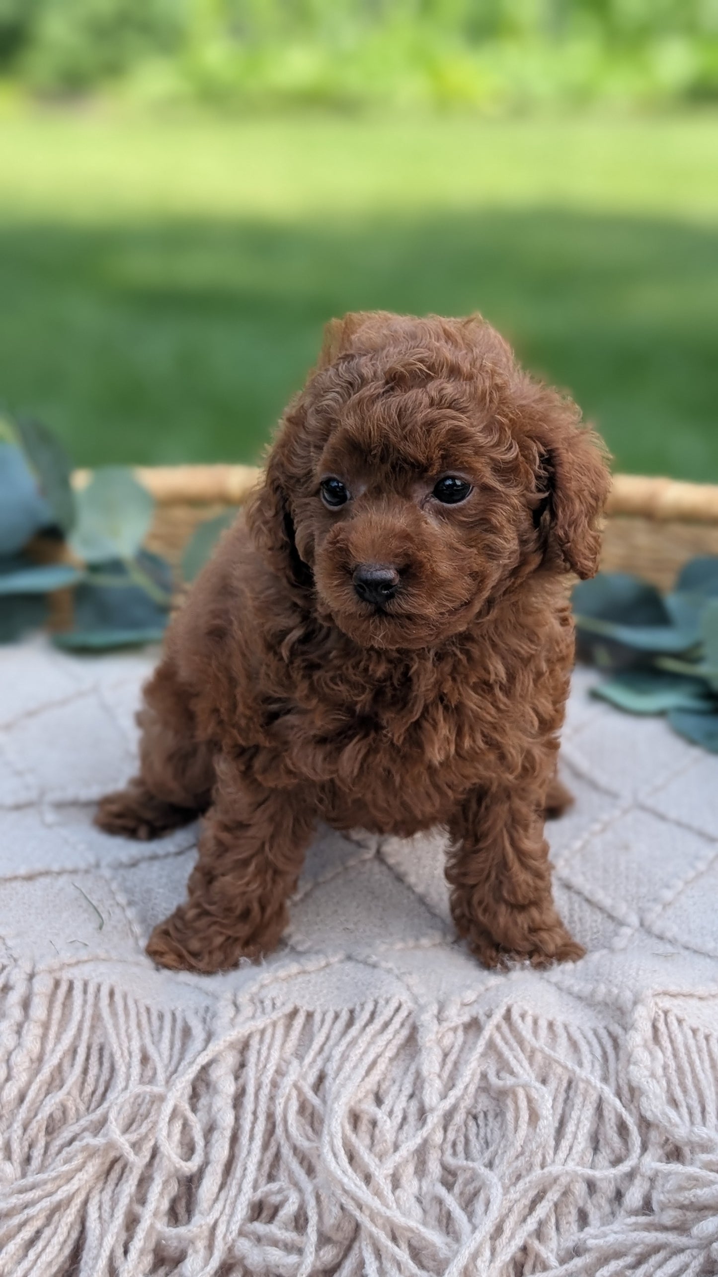 MINI POODLE (MAY 20) FEMALE