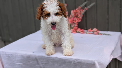 MINI POODLE (MAY 08) MALES