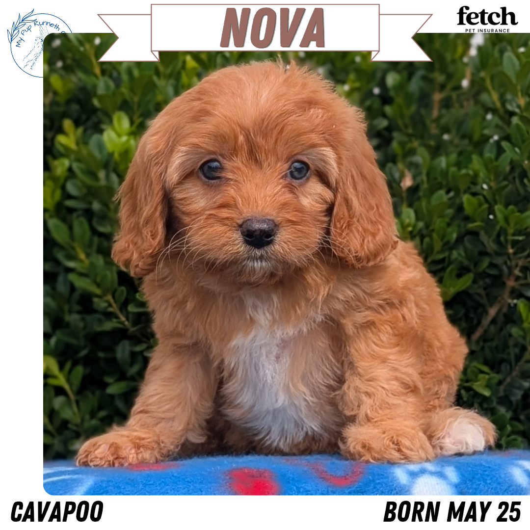 CAVAPOO (MAY 25) FEMALES