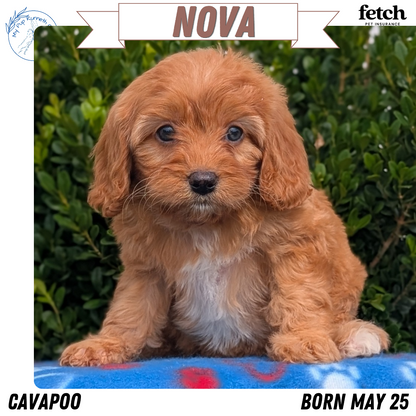 CAVAPOO (MAY 25) FEMALES