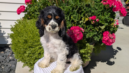 COCKER SPANIEL (07/17) MALE