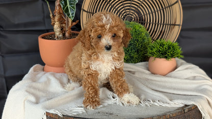 COCKAPOO (MAY 22) FEMALES