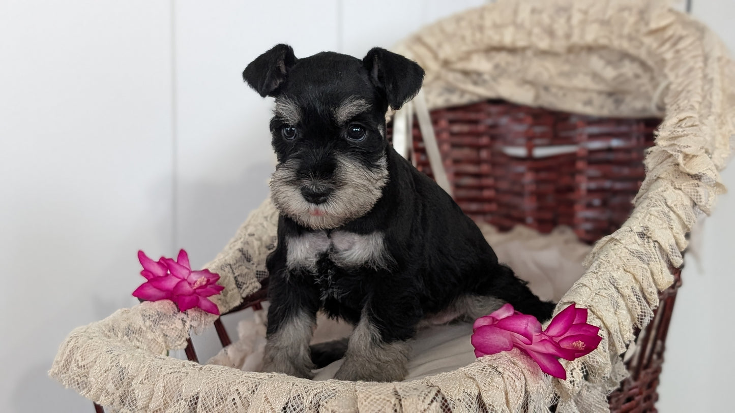 MINI SCHNAUZER (JAN 10) FEMALES