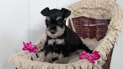 MINI SCHNAUZER (JAN 10) FEMALES