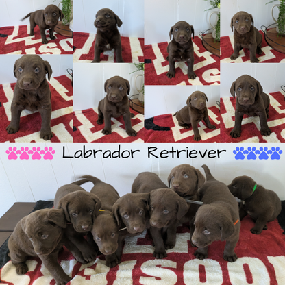 LABRADOR RETRIEVER (11/03) MALE