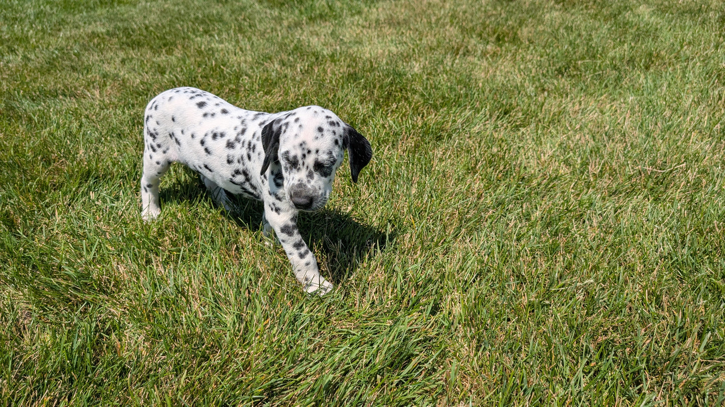 DALMATIAN (06/09) FEMALE