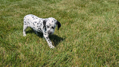 DALMATIAN (06/09) FEMALE